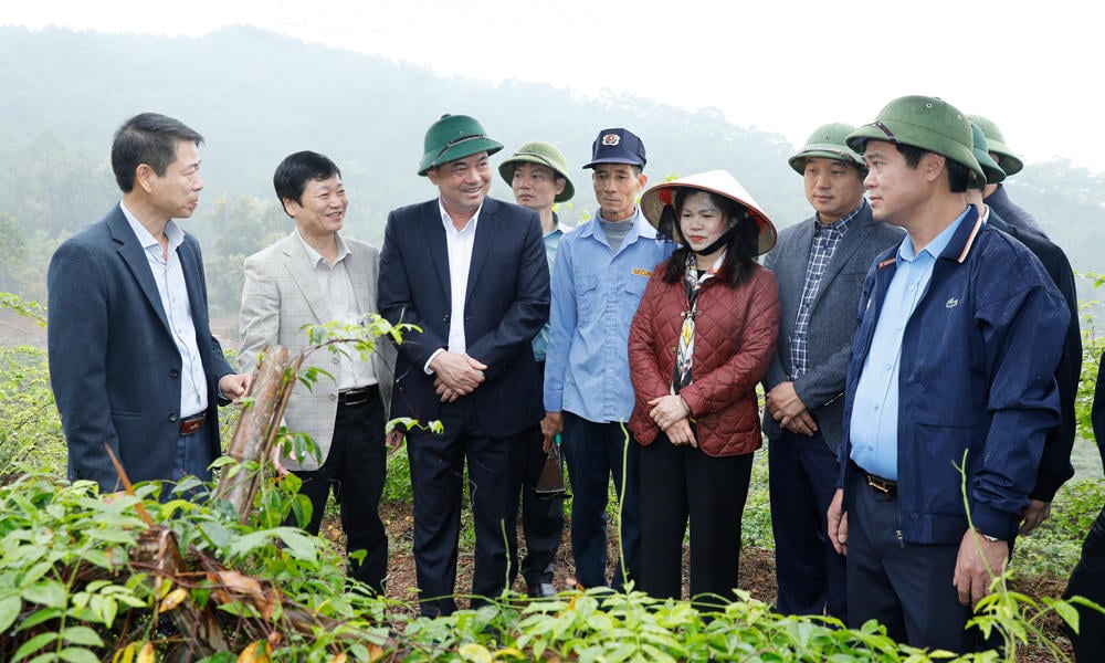 El secretario provincial del partido, Nguyen Hong Thai, visitó la zona de producción de ginseng de la montaña Danh.