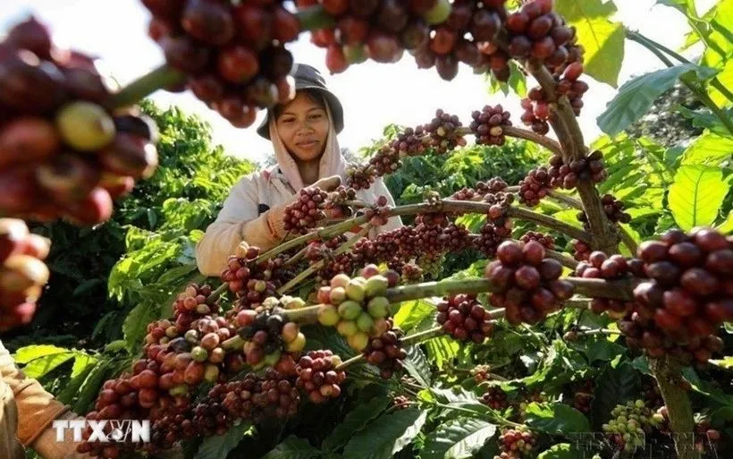 Thu hoạch càphê. (Ảnh: Vũ Sinh/TTXVN)