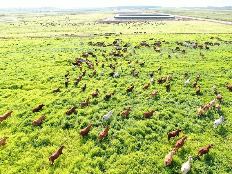 Dự án chăn nuôi bò thịt Ia Puch của Thaco Agri.