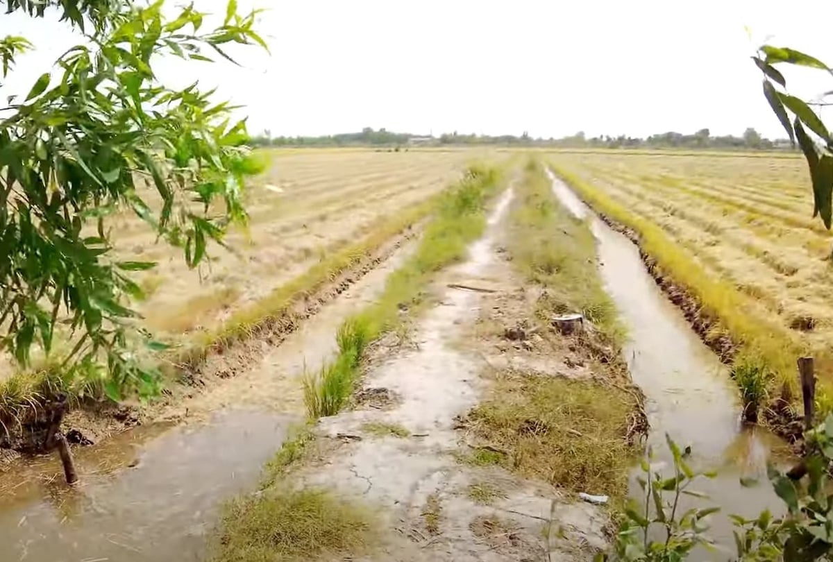 Kênh mương nội đồng trên một cánh đồng ở ĐBSCL. Ảnh: Minh Sáng.