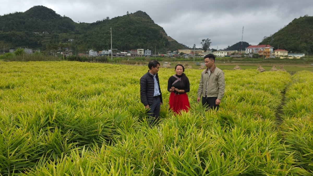 Ruộng gừng sắp cho thu hoạch tại thôn Thèn Pả (xã Lũng Cú, tỉnh Tuyên Quang). Ảnh: Kiên Trung.