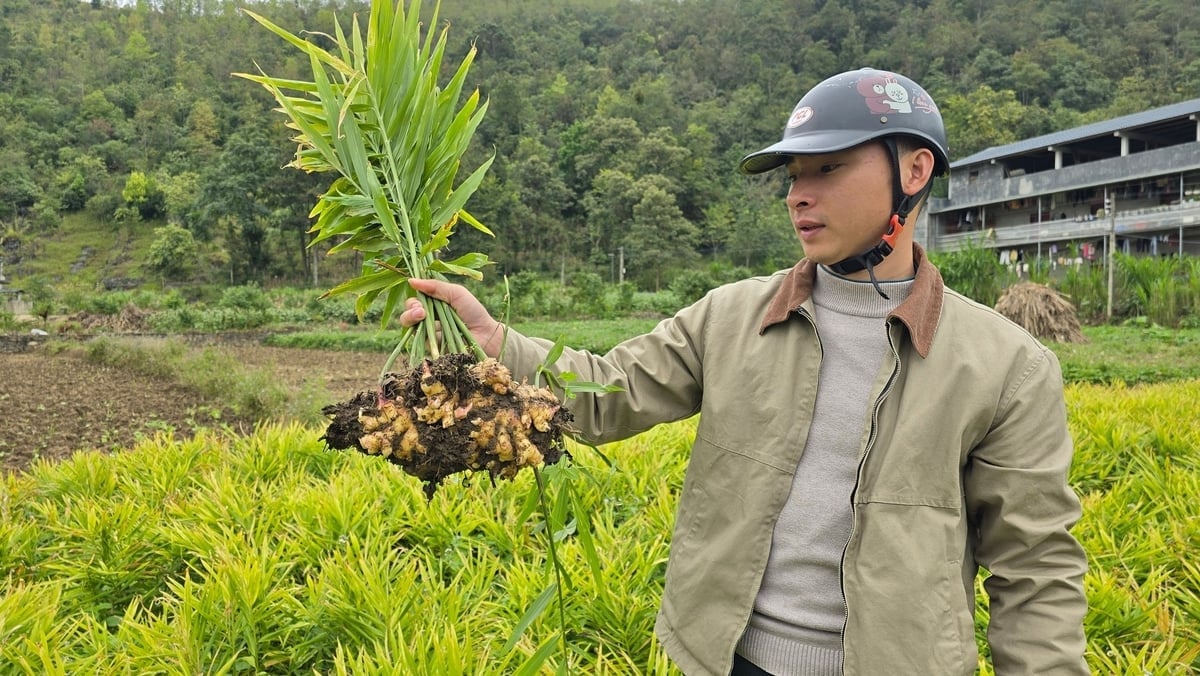 Cây gừng trâu phù hợp với khí hậu, thổ nhưỡng ở Lũng Cú, cho năng suất cao, ít bị sâu bệnh. Ảnh: K.Trung.