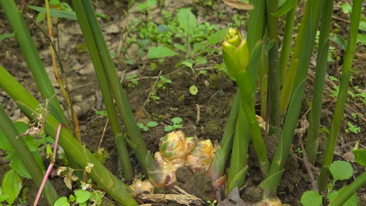 Cây gừng rất ít sâu bệnh nên gần như không phải phun thuốc BVTV, thuận lợi để phát triển thành sản phẩm hữu cơ. Ảnh: Kiên Trung.