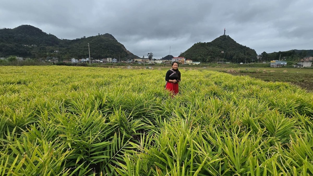 Người dân cực Bắc đặt nhiều hi vọng vào cây gừng bản địa. Ảnh: Kiên Trung.