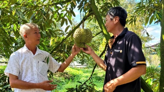 Gỡ điểm nghẽn chất lượng sầu riêng