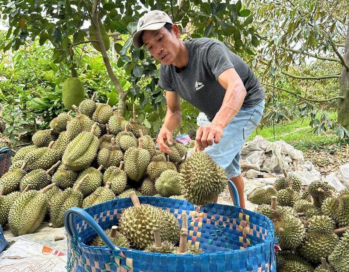 Thu hoạch sầu riêng ở tỉnh Đồng Tháp. Ảnh: Minh Đảm.