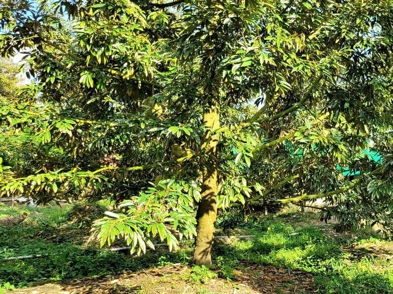 Để nâng cao chất lượng nhằm tháo điểm nghẽn của ngành hàng sầu riêng, cần chuẩn ngay từ khâu canh tác. Ảnh: Minh Đảm.