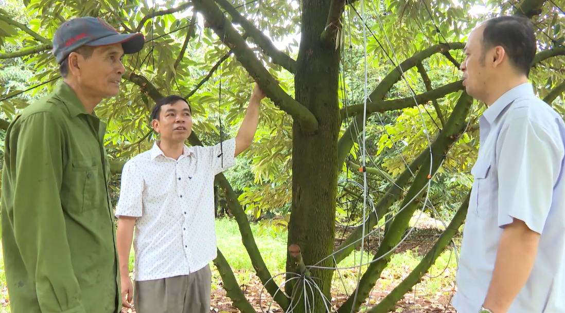 Ông Hoàng Ngọc Bình (bìa trái), ngụ xã Thiện Hưng, tỉnh Đồng Nai chia sẻ với cán bộ địa phương về canh tác vườn sầu riêng theo hướng hữu cơ, an toàn sinh học. Ảnh: Nguyễn Tấn