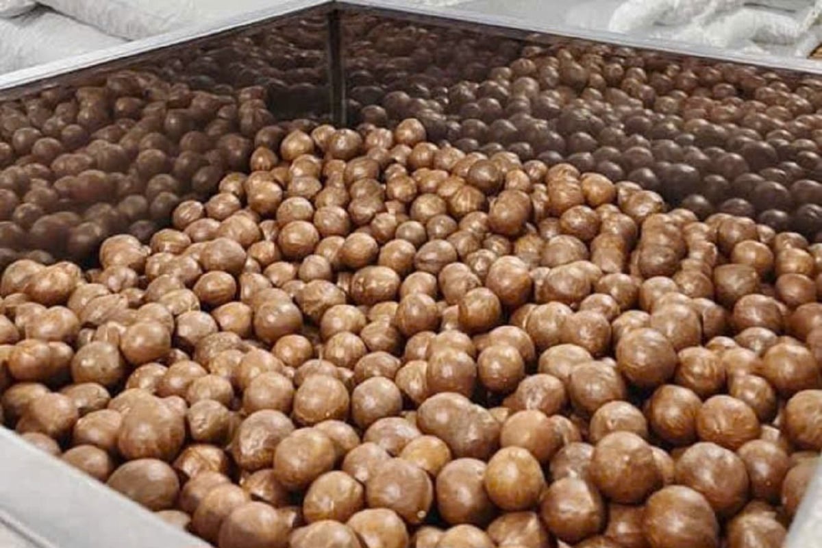 Mẻ macca sau sấy đạt độ chín đồng đều, chuyển sang công đoạn tách nứt vỏ và đóng gói. Ảnh: Hoàng Nghĩa.