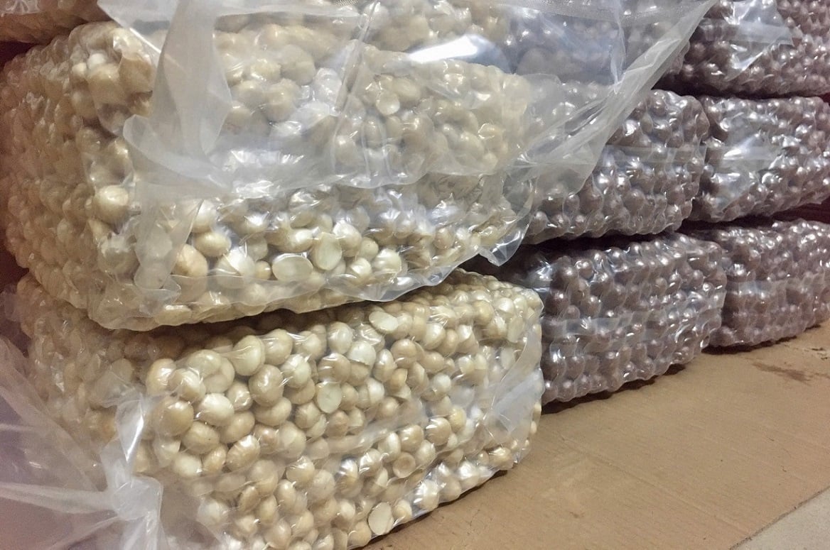 Hạt macca sau chế biến được đóng gói số lượng lớn trong bao chuyên dụng trước khi chuyển sang công đoạn phân loại và đóng hộp thành phẩm. Ảnh: Hoàng Nghĩa.