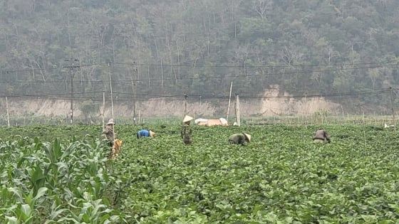 Dự báo sâu bệnh sớm, bảo vệ mùa vàng Điện Biên