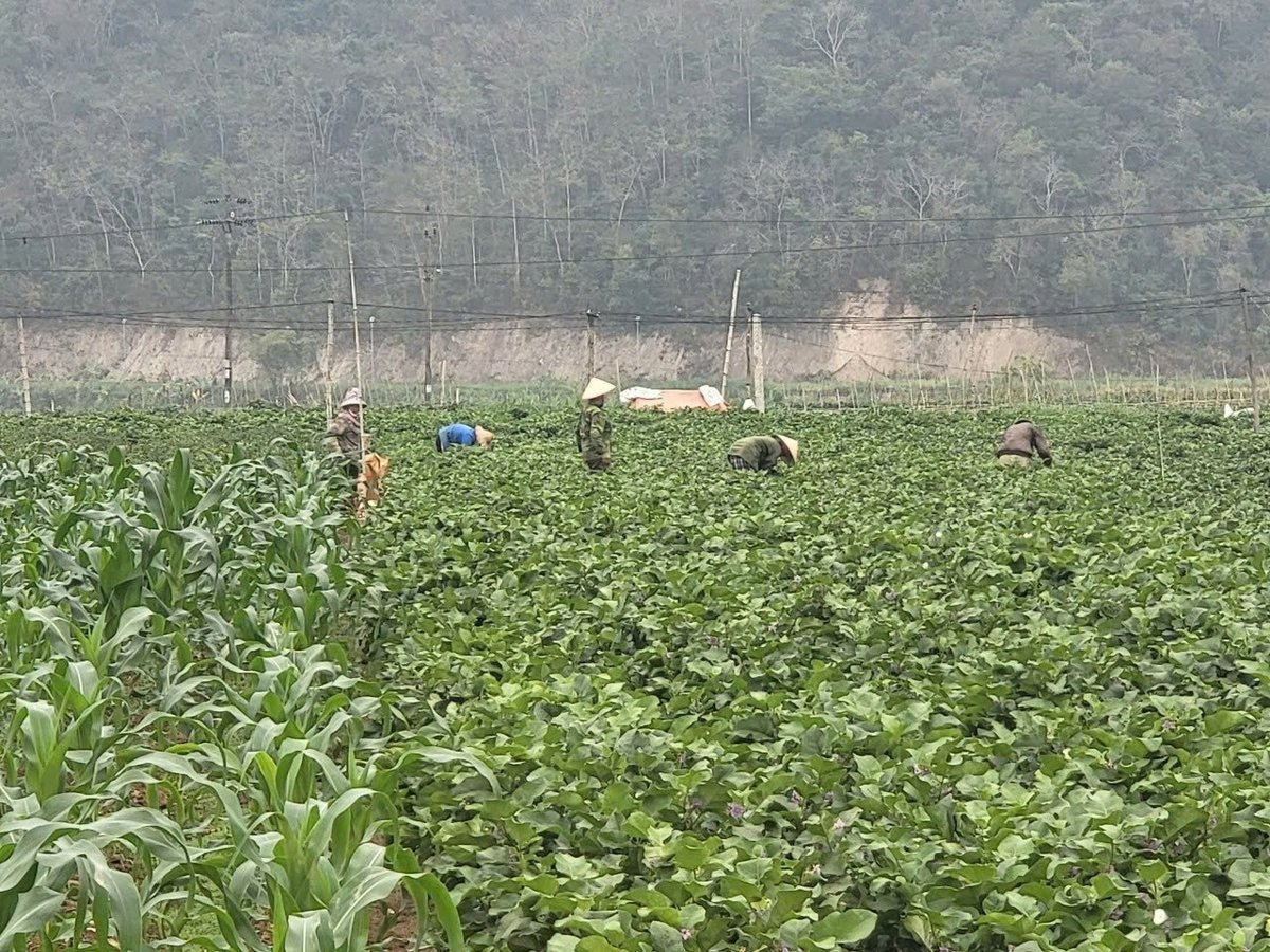 Nông dân Điện Biên kiểm tra ruộng hoa màu để phát hiện sâu bệnh sớm. Ảnh: Hoàng Châu. 