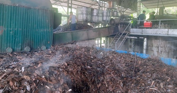 Lào Cai: Biến dược liệu bản địa thành ngành kinh tế mũi nhọn