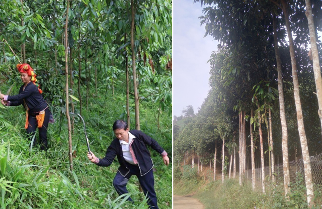 Lao Cai: Az őshonos gyógynövények kulcsfontosságú gazdasági ágazattá alakítása - 2. kép. Lào Cai: Biến dược liệu bản địa thành ngành kinh tế mũi nhọn- Ảnh 2.