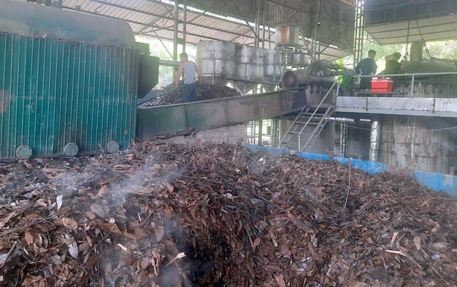 Lao Cai: Az őshonos gyógynövények kulcsfontosságú gazdasági ágazattá alakítása - 3. kép. Lào Cai: Biến dược liệu bản địa thành ngành kinh tế mũi nhọn- Ảnh 3.