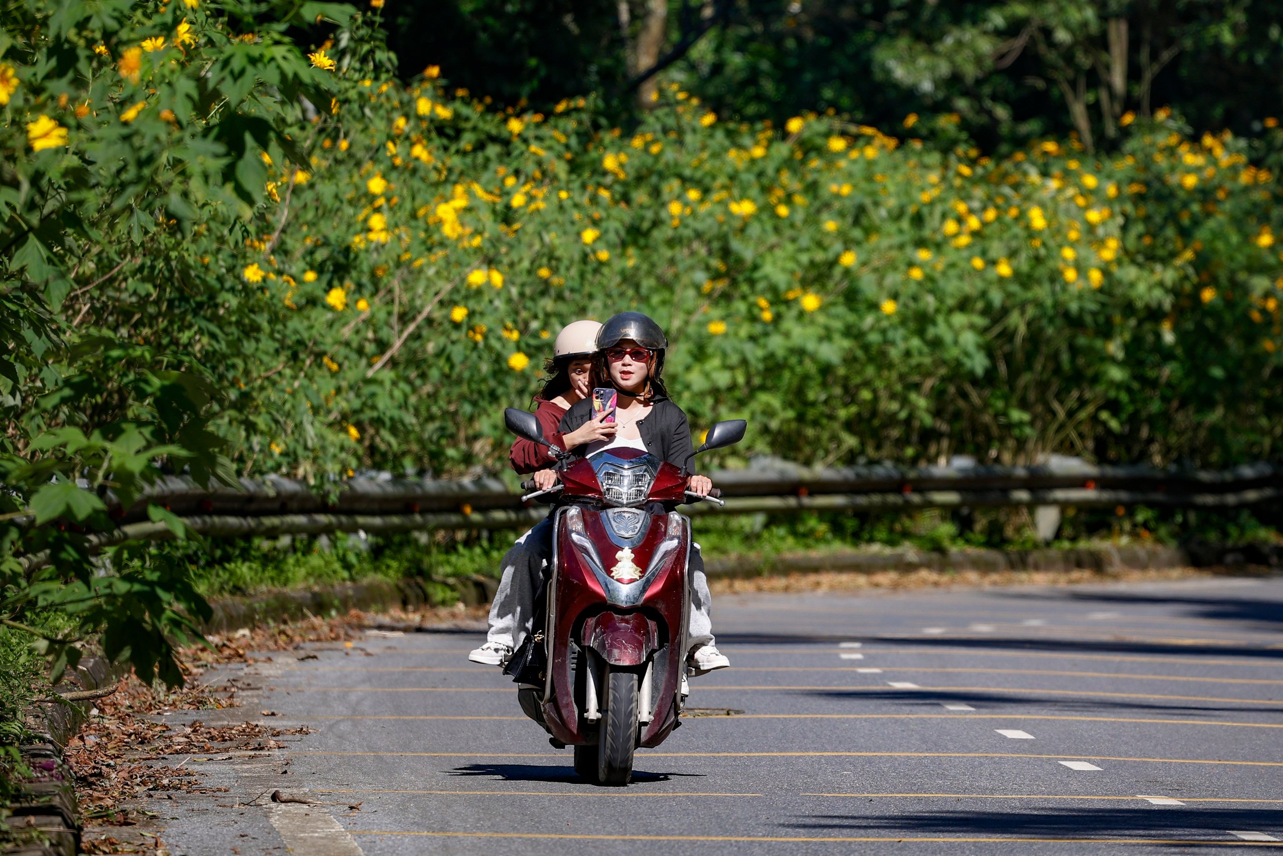 Dã quỳ trải vàng lối lên núi Ba Vì - Ảnh 2.