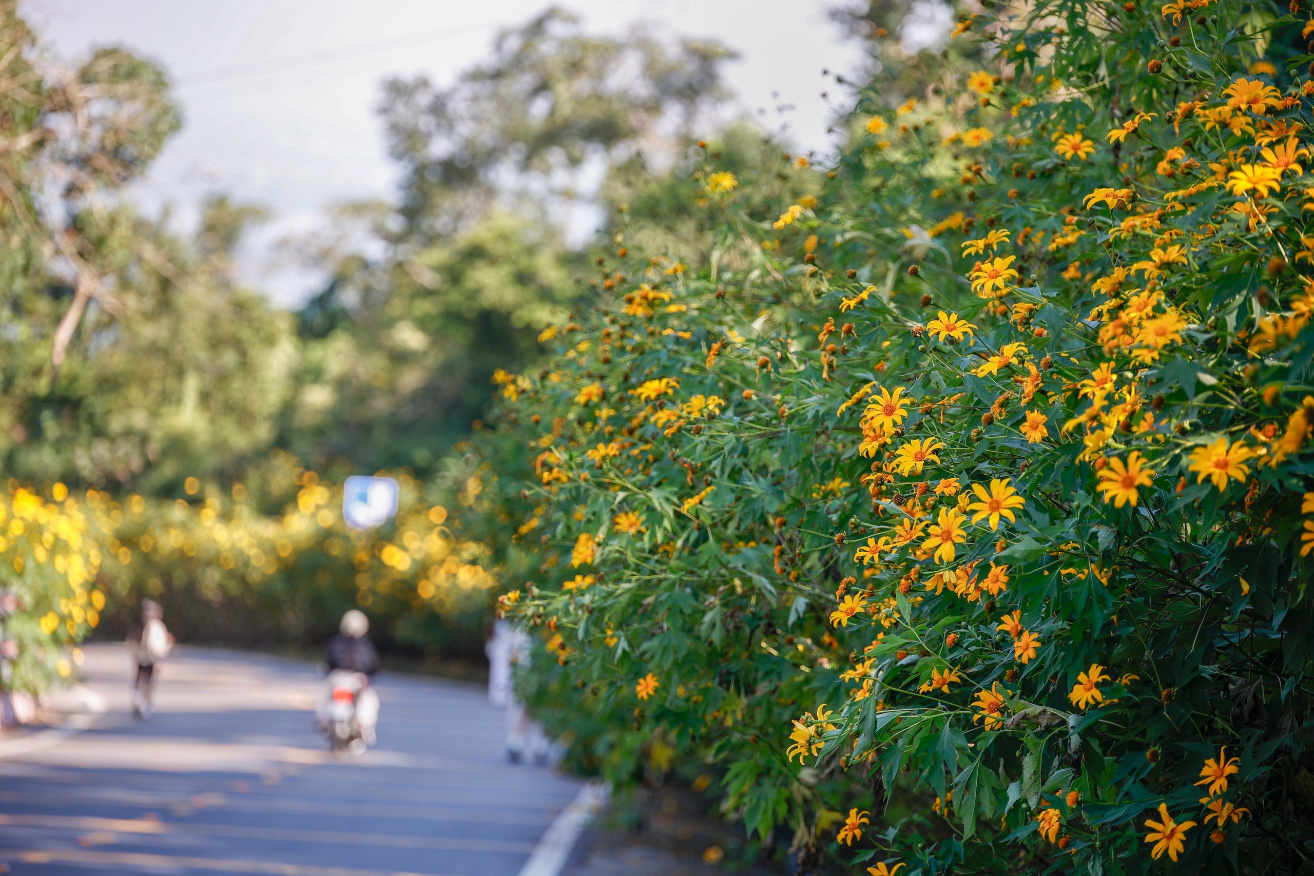 Dã quỳ trải vàng lối lên núi Ba Vì - Ảnh 3.