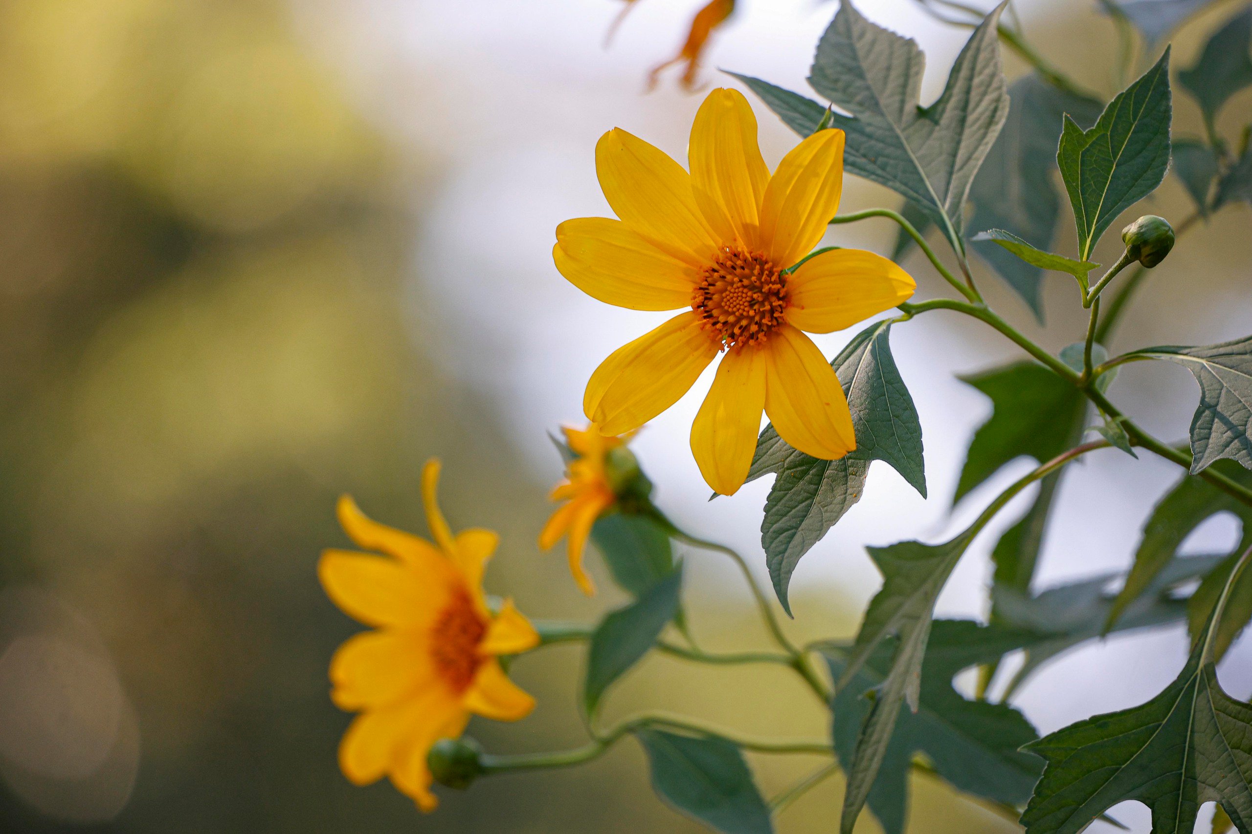 Dã quỳ trải vàng lối lên núi Ba Vì - Ảnh 4.