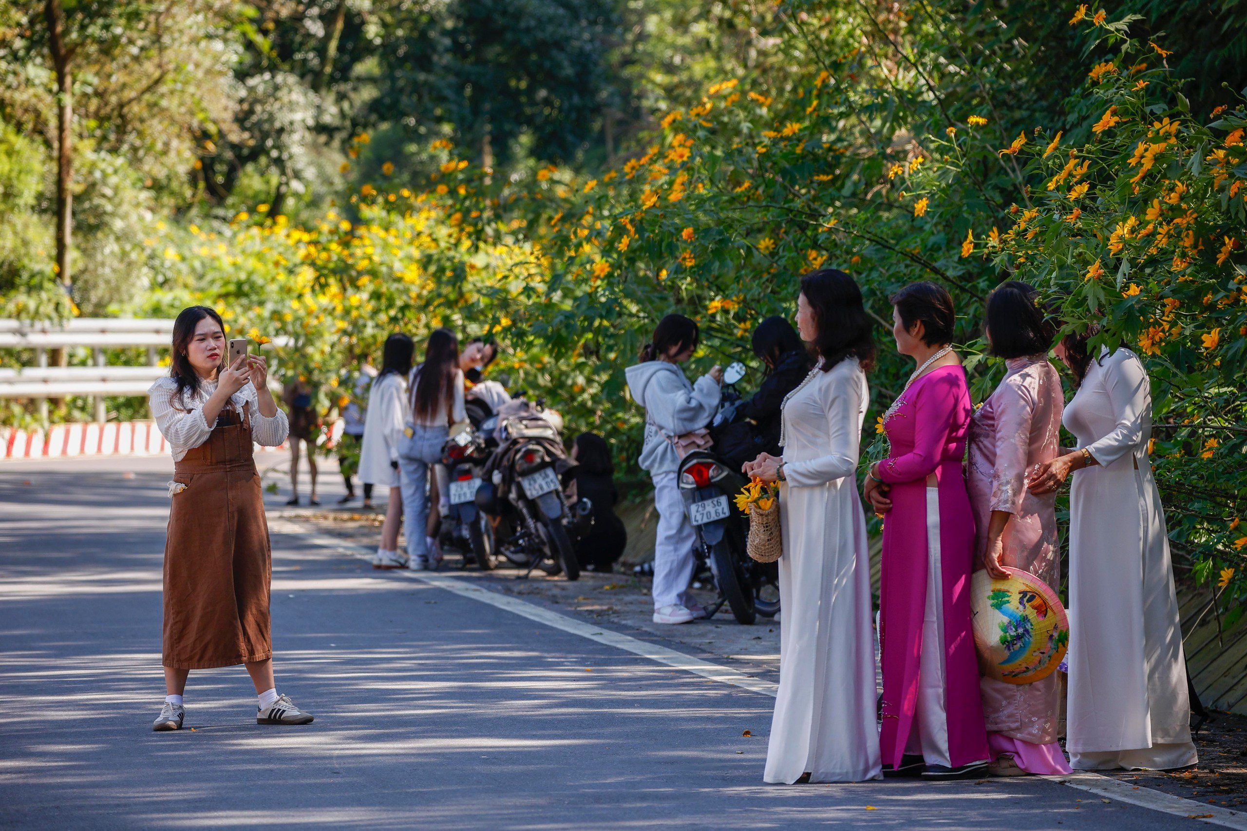 Dã quỳ trải vàng lối lên núi Ba Vì - Ảnh 5.