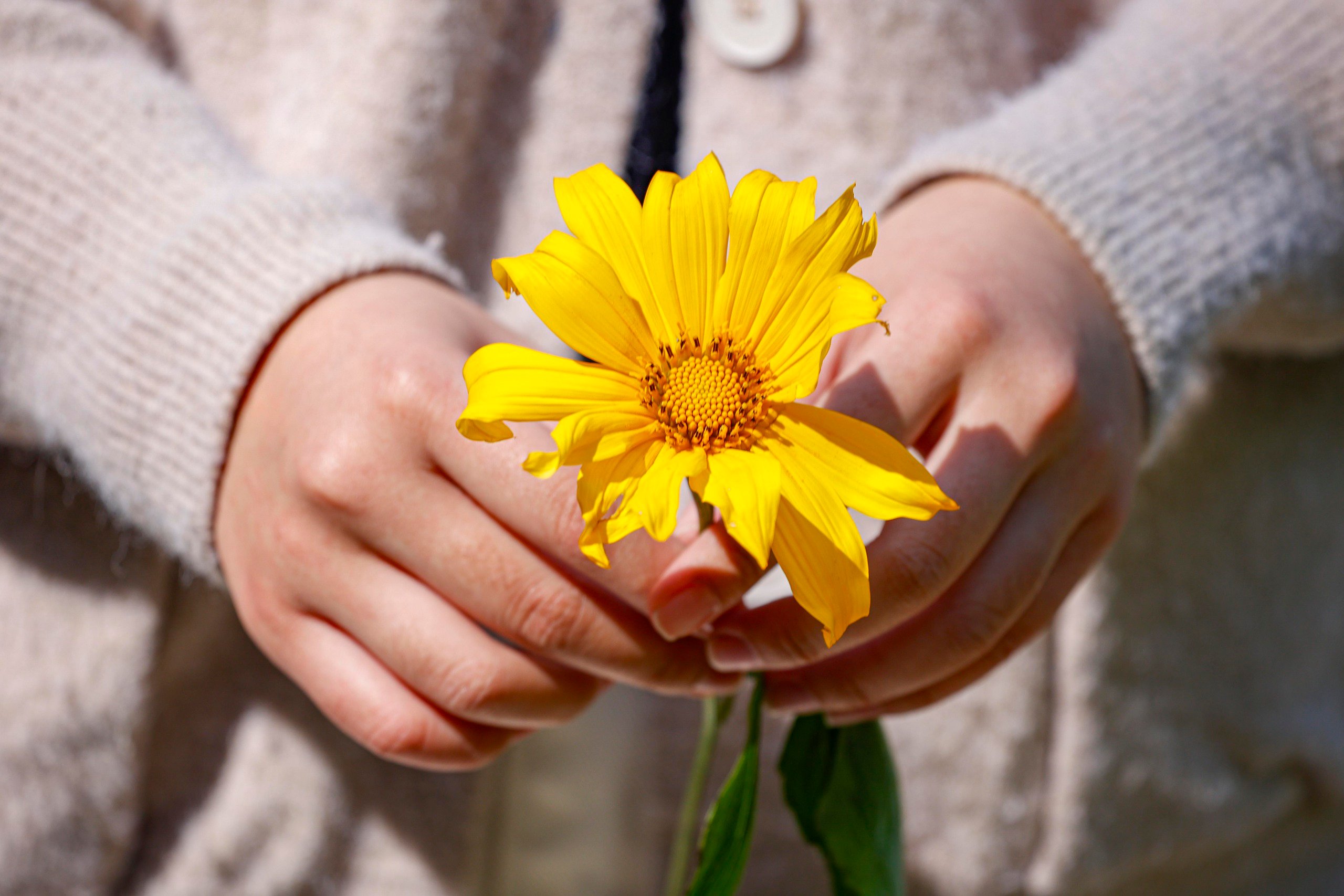 Dã quỳ trải vàng lối lên núi Ba Vì - Ảnh 7.