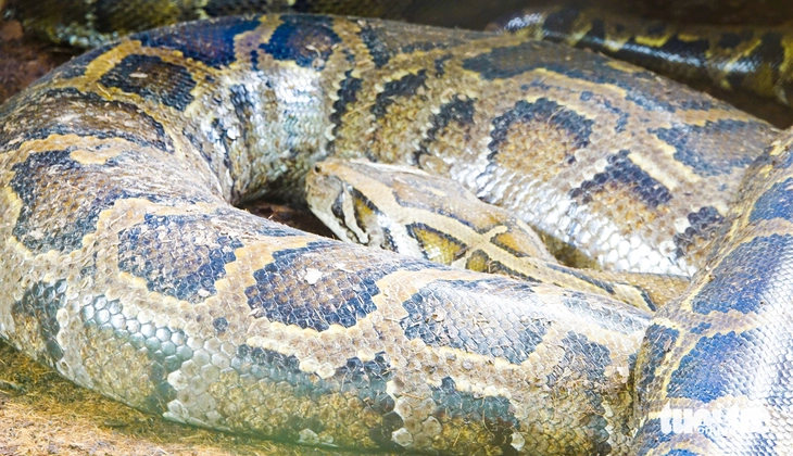 Con trăn 'khổng lồ' dài khoảng 5m, nặng gần 100kg ở Vườn quốc gia U Minh Thượng - Ảnh 2.