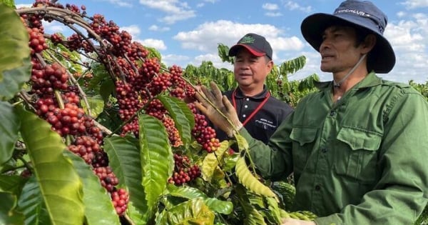 Giá cà phê hôm nay 19/11/2025: Trong nước bất ngờ tăng mạnh