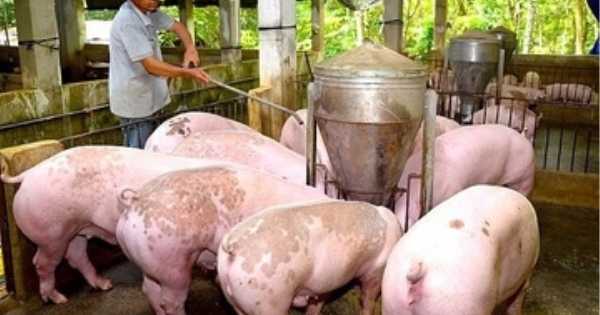 Giá heo hơi hôm nay 19/11/2025: Đồng loạt tăng