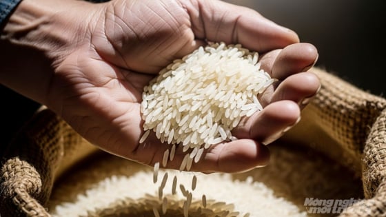 Giá lúa gạo hôm nay 19/11/2025: Gạo có xu hướng giảm giá