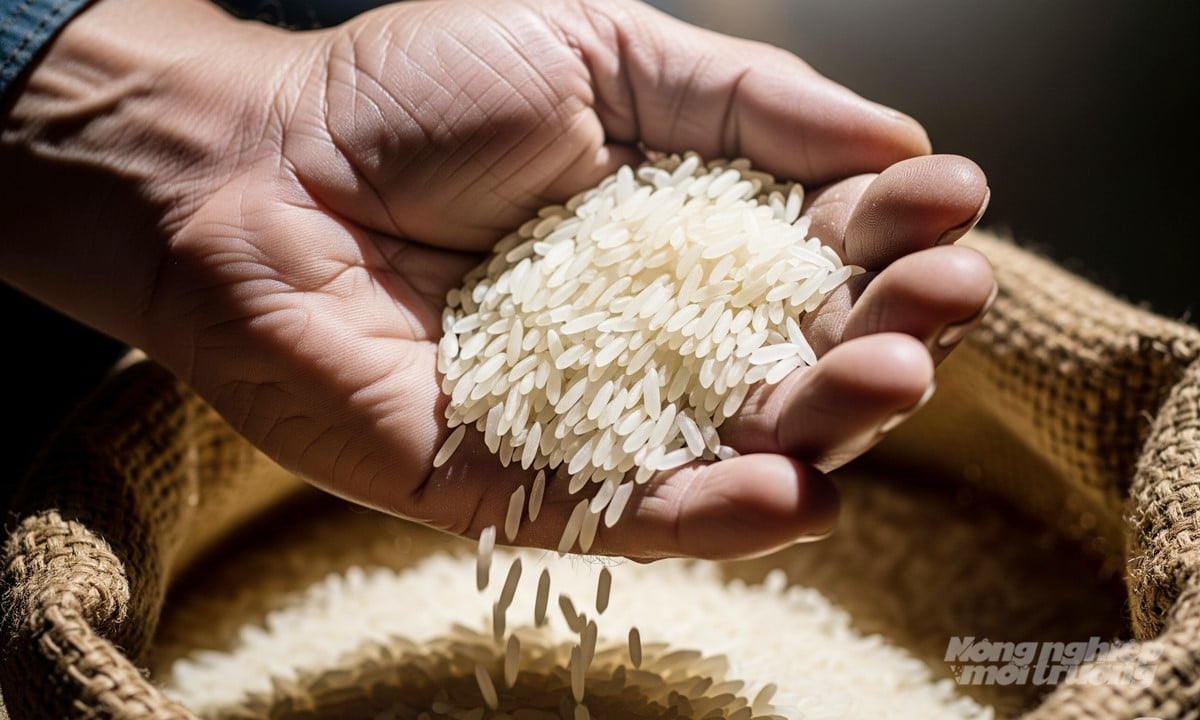 Cập nhật giá lúa gạo hôm nay 19/11/2025 mới nhất. Ảnh minh họa