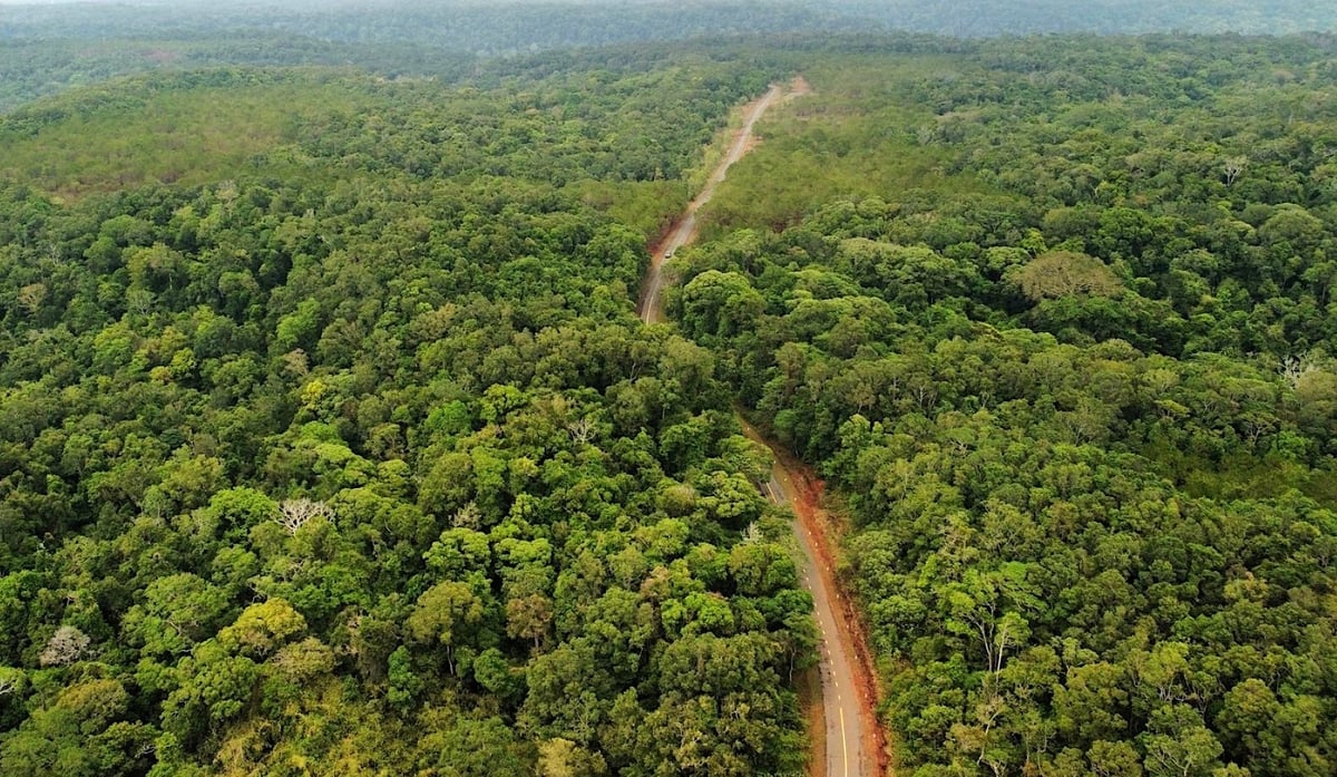 Las Południowo-Centralno-Wyżynny, Tuy Duc, Lam Dong. Zdjęcie: Hong Thuy. Rừng Nam Tây Nguyên, Tuy Đức, Lâm Đồng. Ảnh: Hồng Thủy.