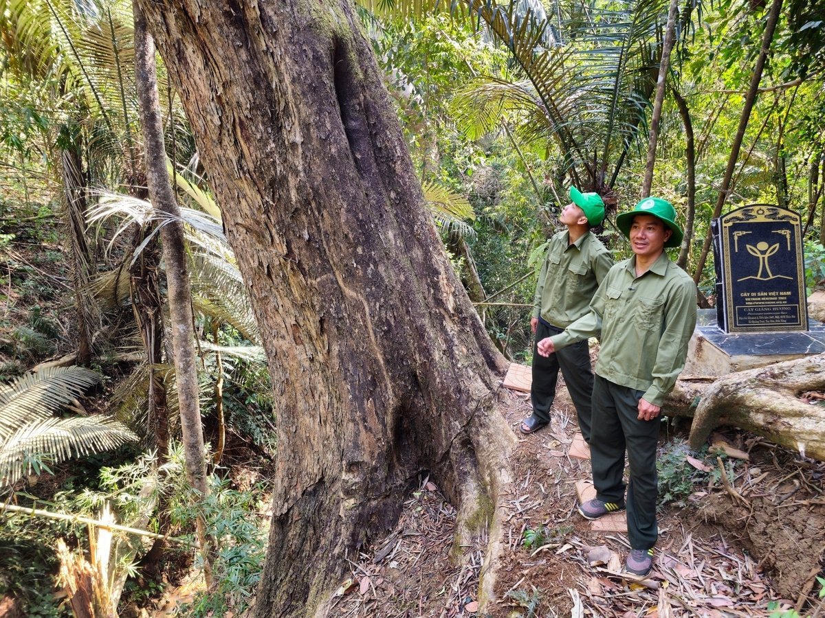 430-letnie drzewo palisandrowe w lesie Thac Mo. Zdjęcie: Hong Thuy. 'Cụ' cây giáng hương 430 tuổi trong rừng Thác Mơ. Ảnh: Hồng Thủy.