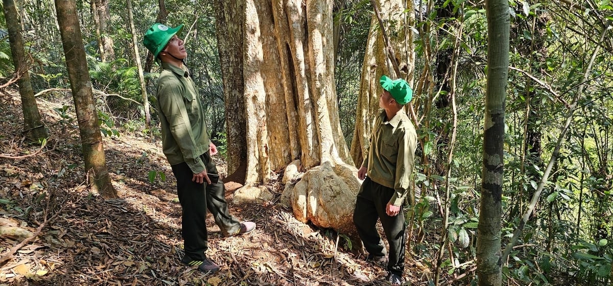 W ostatnich latach lasy w Tuy Duc, Lam Dong, zostały objęte ścisłą ochroną, dzięki czemu ich powierzchnia stale rośnie. To ogromny potencjał dla rynku leśnych kredytów węglowych. Zdjęcie: Hong Thuy. Những năm qua, những khu rừng ở Tuy Đức, Lâm Đồng được bảo vệ nghiêm ngặt, nên ngày càng phát triển. Đây chính là tiềm năng lớn về thị trường tín chỉ carbon rừng. Ảnh: Hồng Thủy.