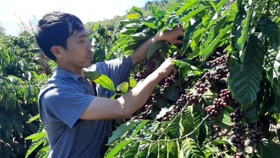 Giá cà phê hôm nay 19/11/2025: Tiếp tục đà tăng mạnh