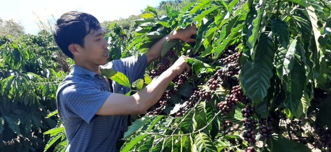 Kaffepriser idag 19/11/2025 i landet och världen senaste Giá cà phê hôm nay 19/11/2025 ở trong nước và thế giới mới nhất