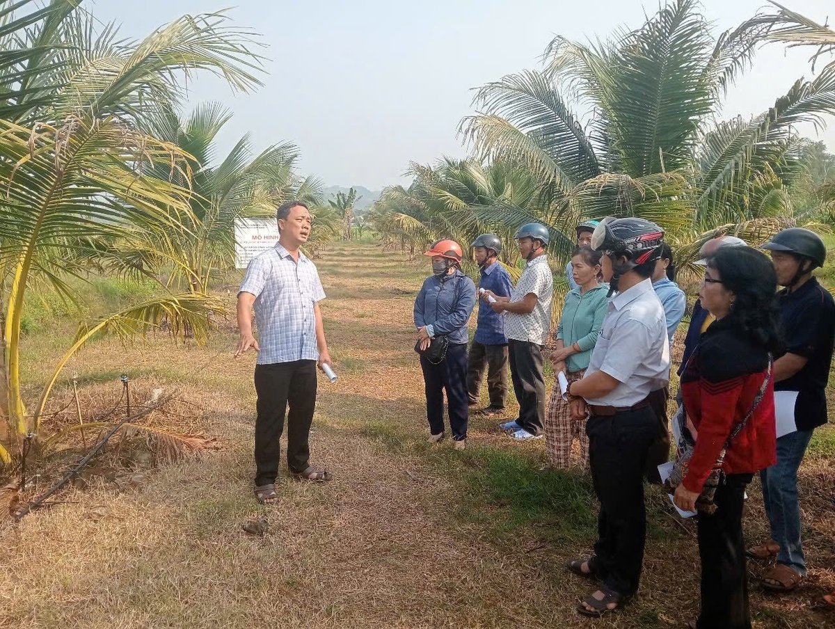 HTX Nông nghiệp Thanh niên Hoài Ân hướng dẫn hộ thành viên sử dụng hệ thống tưới nhỏ giọt trên cây dừa lùn. Ảnh: V.Đ.T.