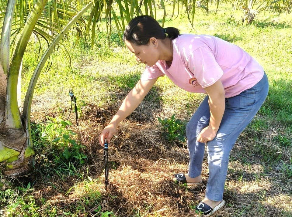 Hộ thành viên HTX Nông nghiệp Thanh niên Hoài Ân vận hành hệ thống tưới nhỏ giọt cho cây dừa lùn. Ảnh: V.Đ.T.