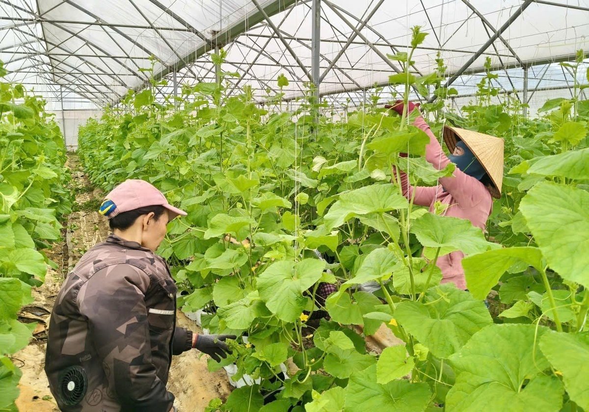 HTX Nông nghiệp Thanh niên Hoài Ân vừa sang nhượng hệ thống nhà màng 2.000m2 để trồng dưa lưới, mới thu hoạch xong vụ đầu tiên. Ảnh: V.Đ.T.