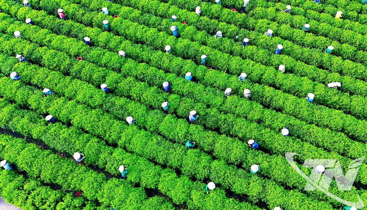 তান কুওং কমিউনের চা পাহাড় - আকর্ষণীয় চা সংস্কৃতির অভিজ্ঞতার স্থানগুলির মধ্যে একটি, যা বিপুল সংখ্যক পর্যটককে আকর্ষণ করে।