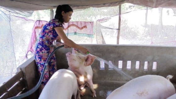 Giá heo hơi hôm nay 19/11/2025: Bật tăng trở lại