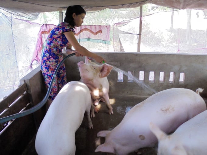 Giá heo hơi hôm nay 19/11/2025 ở ba miền mới nhất. Ảnh minh họa