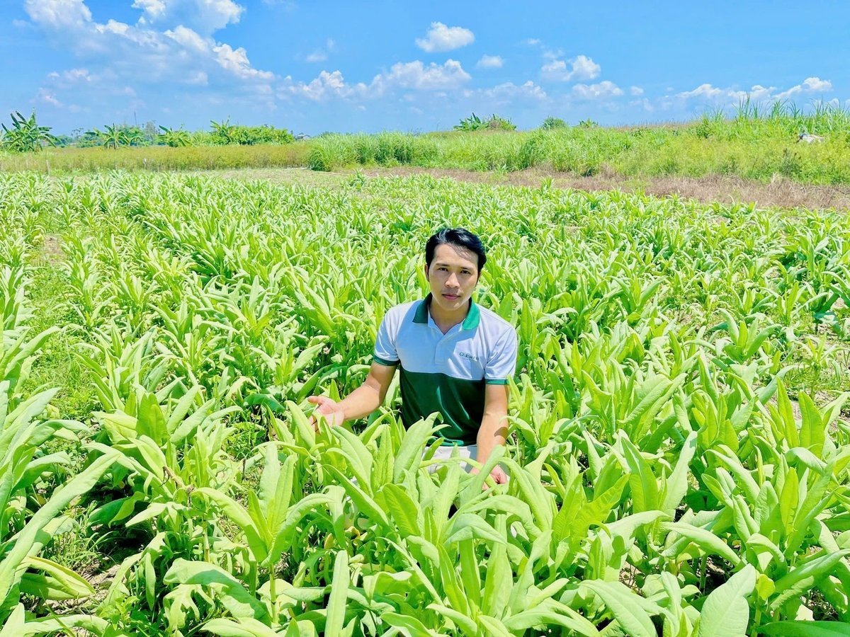 Hoa Bồ công anh là loài hoa chủ lực của HTX Dịch vụ nông nghiệp Hoa Nghĩa Hiệp. Ảnh: L.K.