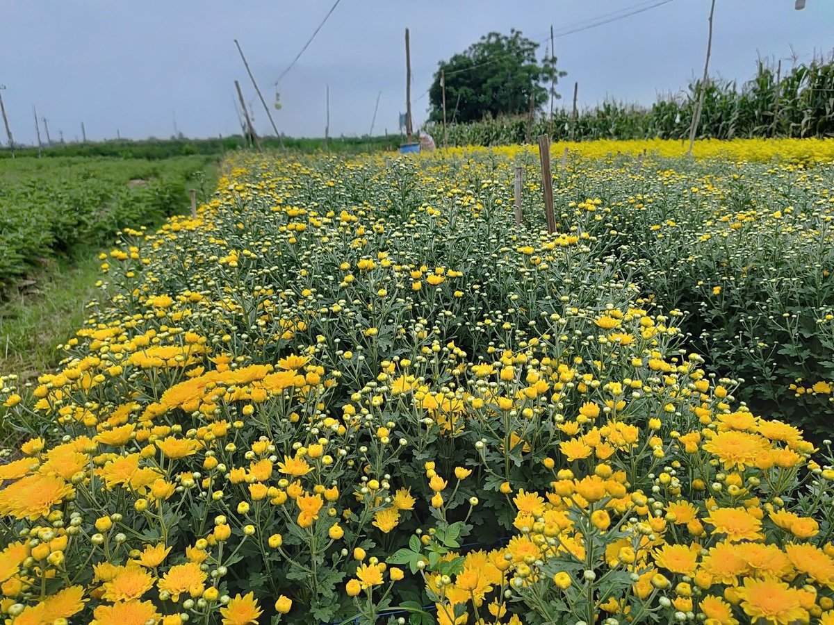 Ngoài hoa Bồ công anh, HTX Dịch vụ nông nghiệp Hoa Nghĩa Hiệp còn phát triển thêm nhiều loại hoa khác. Ảnh: L.K.