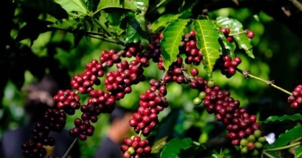 Nguồn cung thắt chặt, giá cà phê thế giới tiếp tục leo thang