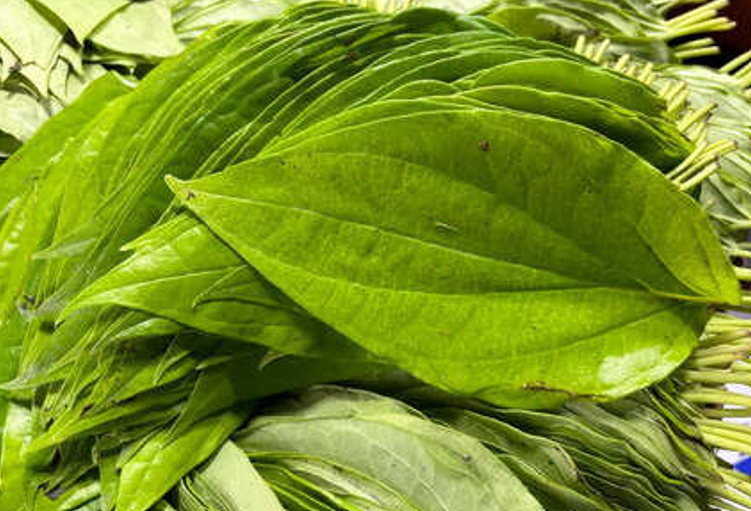 Cách dùng lá trầu không giảm axit uric- Ảnh 1.