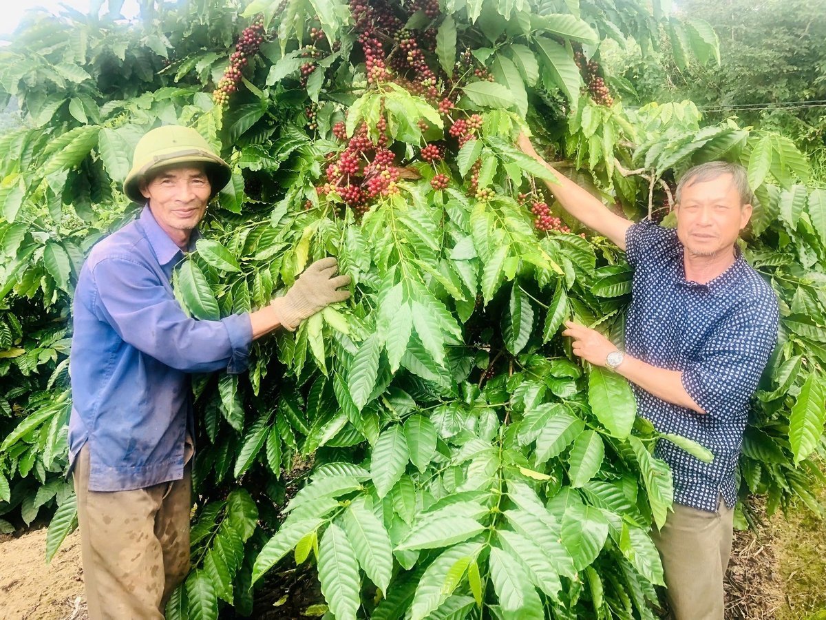 HTX Nông nghiệp và Kinh doanh Dịch vụ Kon Gang giúp người dân phát triển cà phê bền vững. Ảnh: Tuấn Anh.