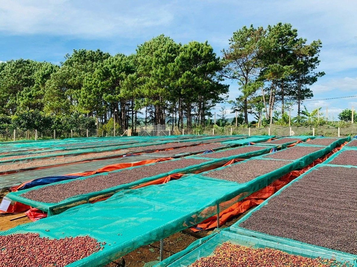 HTX giúp người dân nâng cao chất lượng cà phê, phục vụ xuất khẩu. Ảnh: Tuấn Anh.