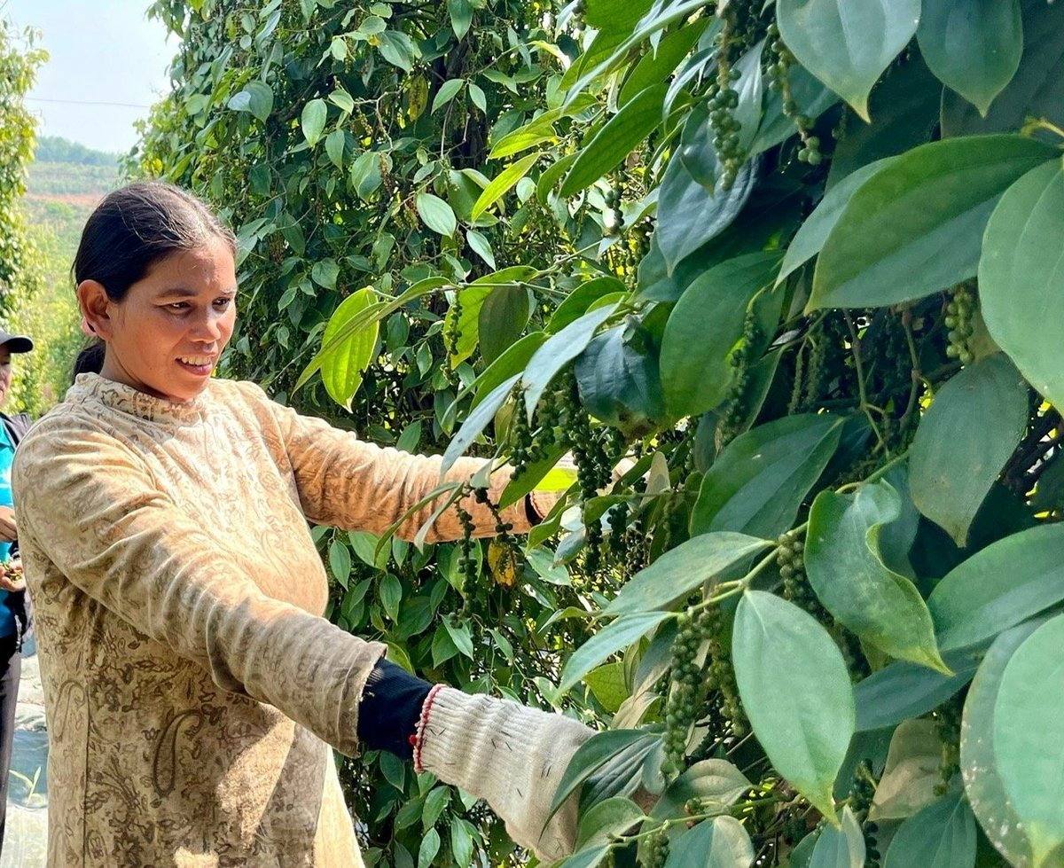 HTX Nông nghiệp và Dịch vụ Nam Yang nổi tiếng với thương hiệu tiêu Lệ Chí đạt OCOP 5 sao. Ảnh: Tuấn Anh.