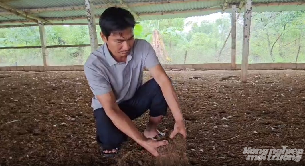 Anh Sỹ lót trấu để giữ nền trong chuồng vịt luôn khô ráo. Ảnh: Quốc Toản.