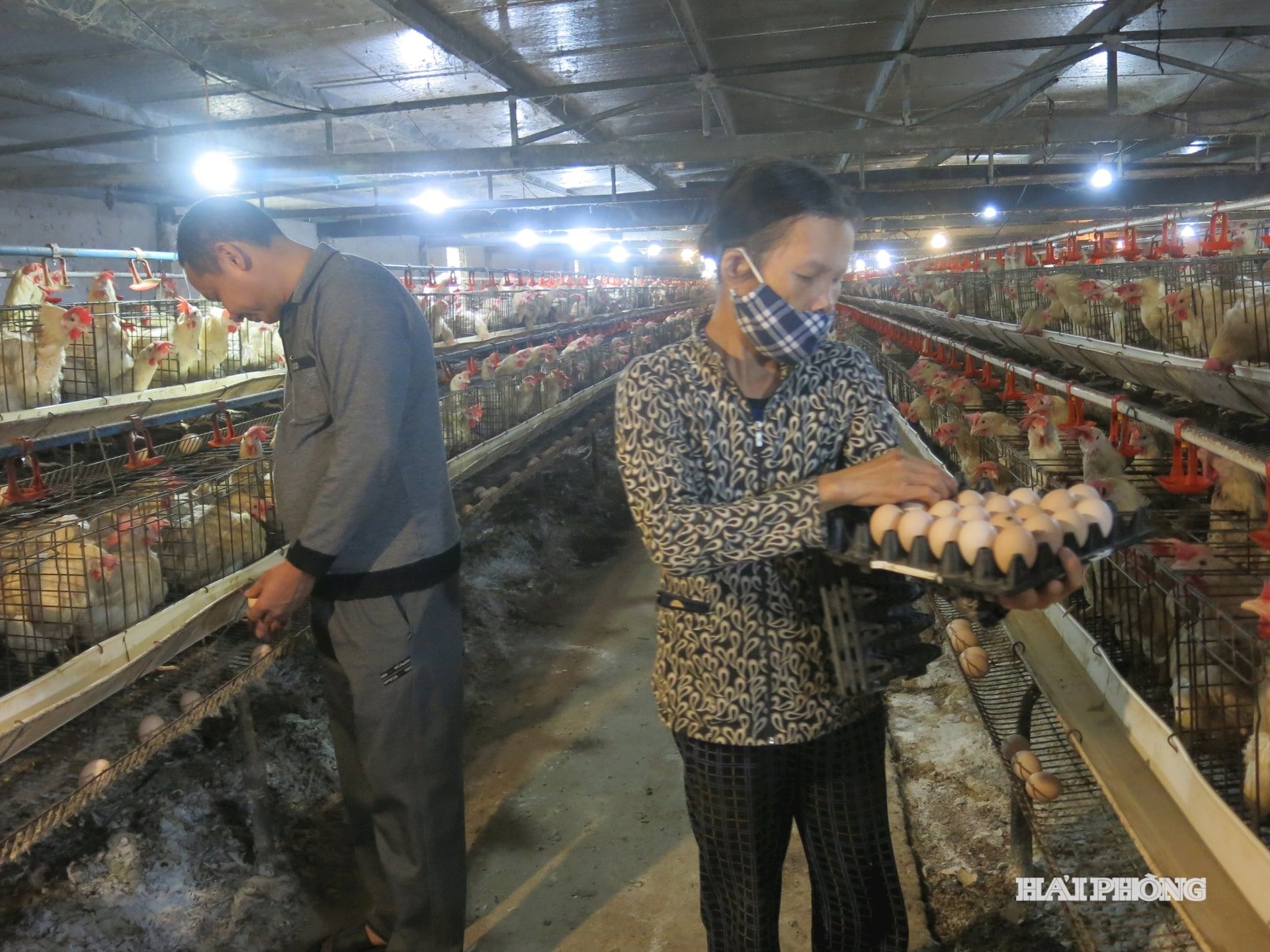 Độc đáo nuôi gà đẻ trứng bằng dược liệu ở Chấn Hưng