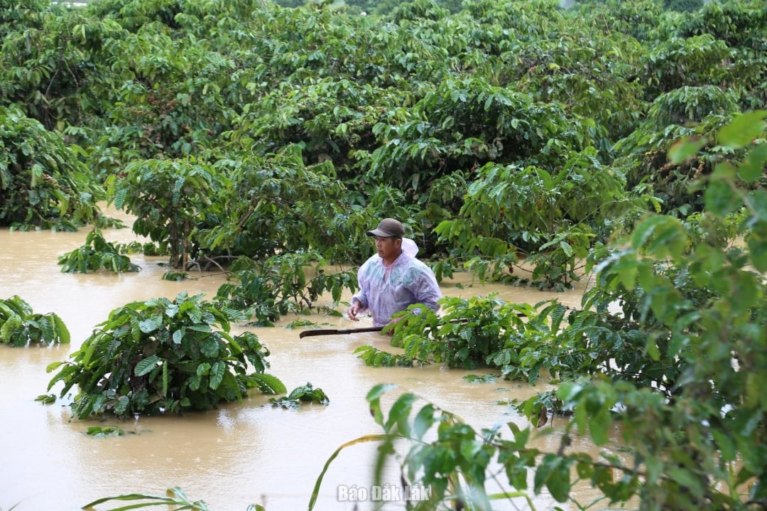 Människor i Yang Mao-kommunen kontrollerar sina kaffeträdgårdar som är djupt översvämmade.